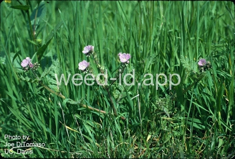 phacelia, great valley